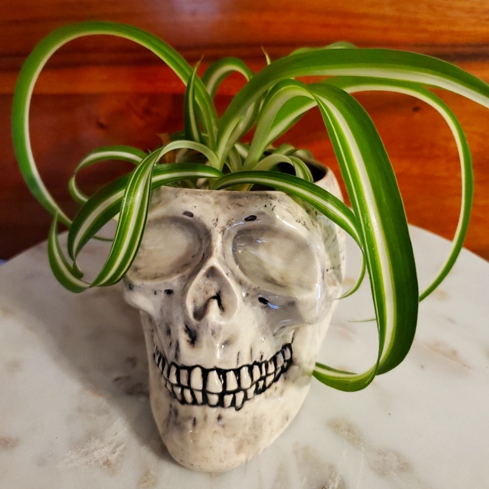 Ceramic skull planter